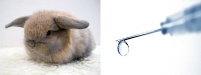 Vacinação de coelhos